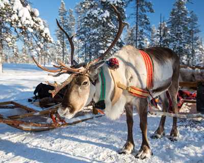 Dolu Dolu Lapland Turu Beyaz Rotalar V2