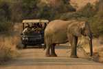 Güney Afrika Safari Rotası THY ile