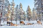 Lapland Beyaz Rotalar Freebird HY ile Sömestr Özel (Rovaniemi Konaklama)