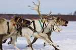 Lapland Beyaz Rotalar THY ile 3 Gece (Butik Mustaparta Otel 4* vb.)