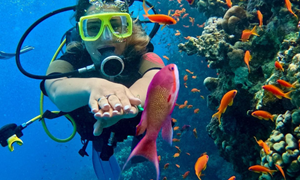 Prime 15 Temmuz Özel Sharm El Sheikh Turu 3 Gece (4*Amwaj Oyoun Resort Aqua Park & SPA vb.)(Alkollü Her şey Dahil)