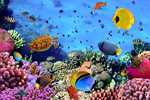 Sharm El Sheikh Turu Tailwind ile 3 Gece 4 Gün (4* Tivoli Hotel Aqua Park vb.) [Soft Herşey Dahil]